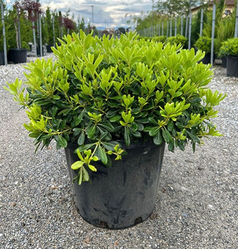 Pittosporum Çalısı 3 Adet