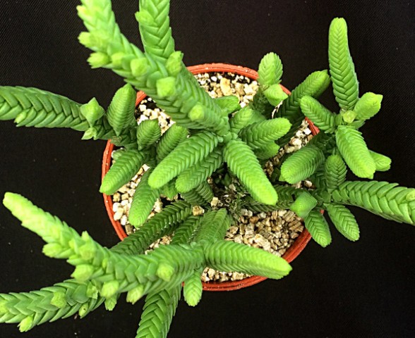 Prenses Çamı - Crassula muscosa 5 Adet