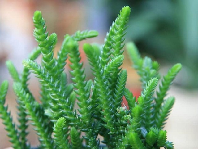 Prenses Çamı - Crassula muscosa 5 Adet