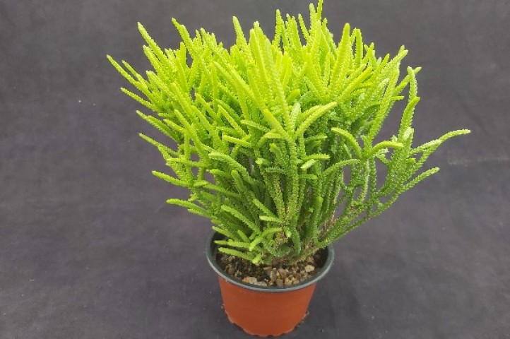 Prenses Çamı - Crassula muscosa 5 Adet