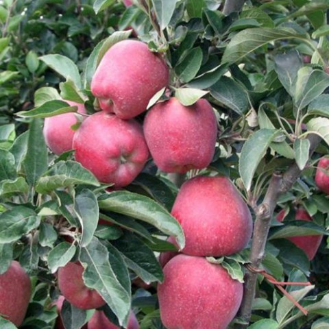 Red Chief Elma Fidanı 3 Yaş Tüplü ve Aşılı