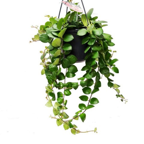 Ruj Çiçeği(Aeschynanthus) - Askılı Saksıda 2 adet