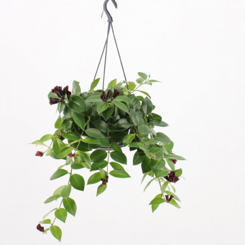 Ruj Çiçeği(Aeschynanthus) - Askılı Saksıda 2 adet
