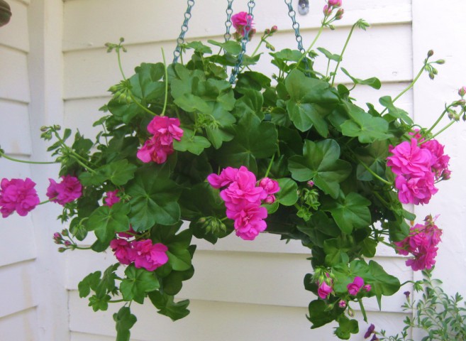 Sakız Sardunya – Pelargonium peltatum (Askılı Saksıda)