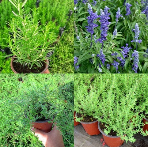 Saksıda Biberiye Adaçayı ve Kekik