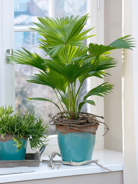 Salon Palmiyesi (Livistona Rotundifolia)