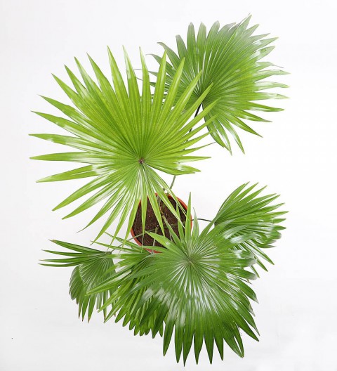 Salon Palmiyesi (Livistona Rotundifolia)