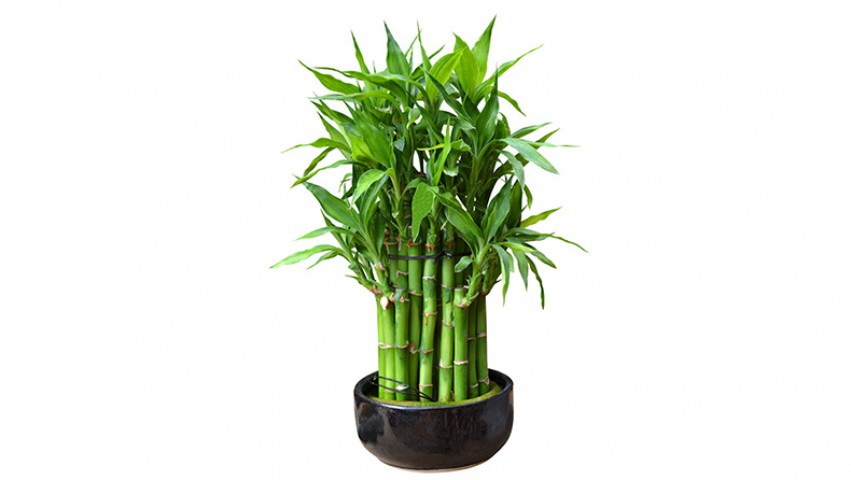 Şans Bambusu - Lucky Bamboo