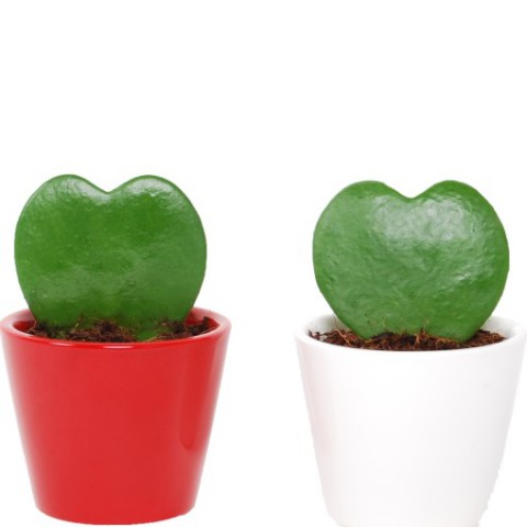 Şans Kalbi – Hoya Kerrii 2 Adet