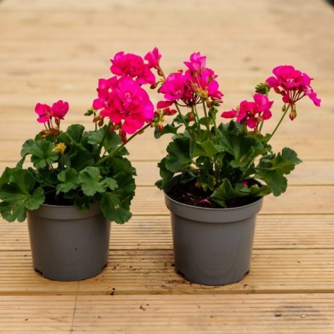 Sardunya  3’lü Karışık Renklerde - Beyaz, Kırmızı, Pembe