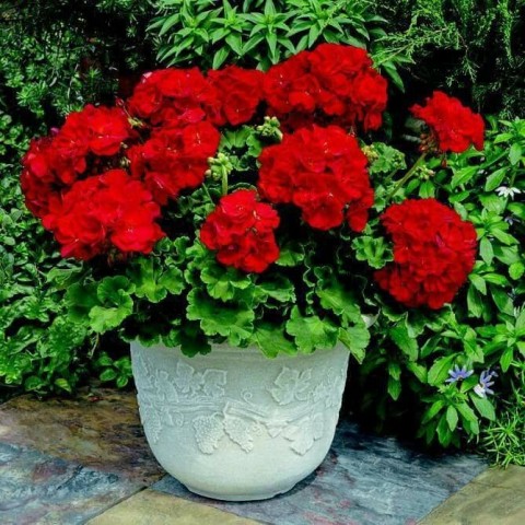 Sardunya Çiçeği Kırmızı Renk 10 Adet