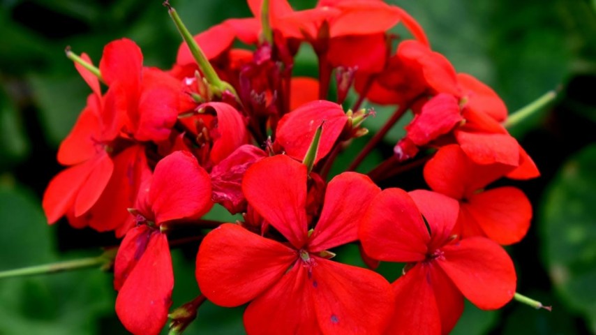 Sardunya Çiçeği Kırmızı Renk 10 Adet