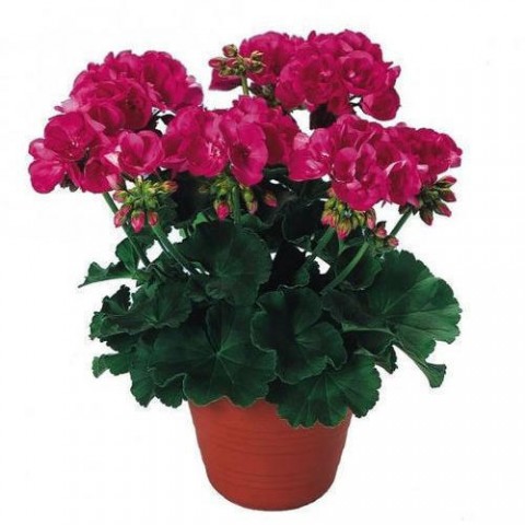 Sardunya Çiçeği Pembe Renk 3 Adet