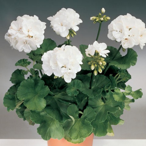 Sardunya- Pelargonium 5’li Karışık Renklerde 15cm