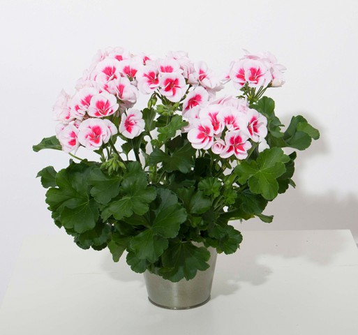 Sardunya- Pelargonium 5’li Karışık Renklerde 15cm