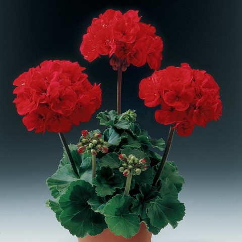 Sardunya- Pelargonium 5’li Karışık Renklerde 15cm