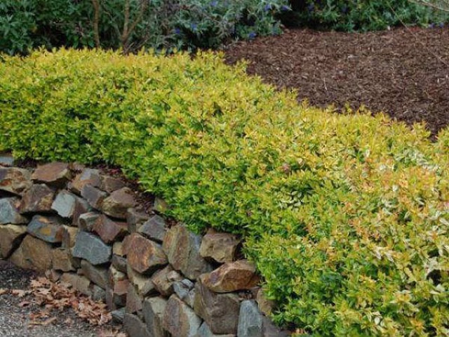 Sarı Abelya – Güzellik Çalısı Bitkisi 5 Adet3 Adet