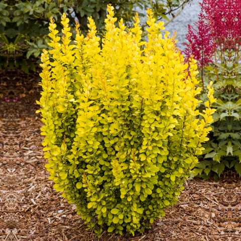 Sarı Berberis – Kadın Tuzluğu – Berberis Thunbergii Maria