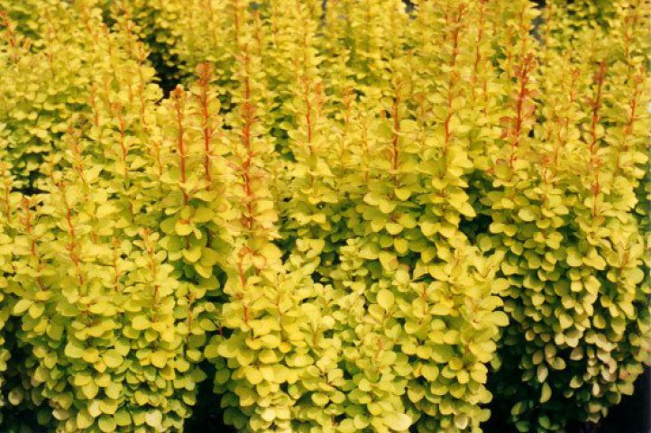 Sarı Berberis – Kadın Tuzluğu – Berberis Thunbergii Maria