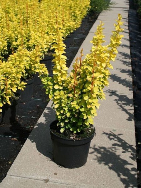 Sarı Berberis – Kadın Tuzluğu – Berberis Thunbergii Maria