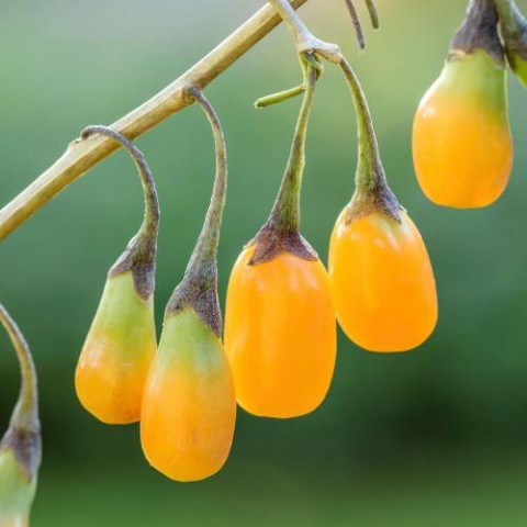 Sarı  Goji Berry Fidanı 2 Adet