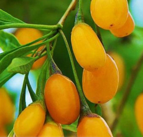 Sarı  Goji Berry Fidanı 2- 3 Yaş