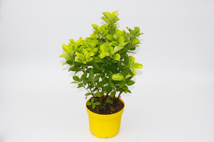 Sarı Saksıda Gold Taflan Euonymus 10 Adet