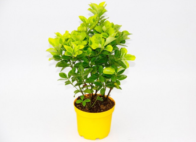 Sarı Saksıda Gold Taflan Euonymus 2 Adet