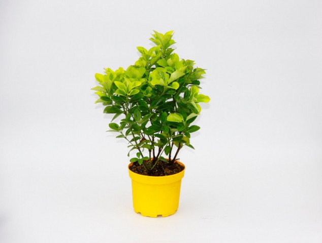 Sarı Saksıda Gold Taflan Euonymus