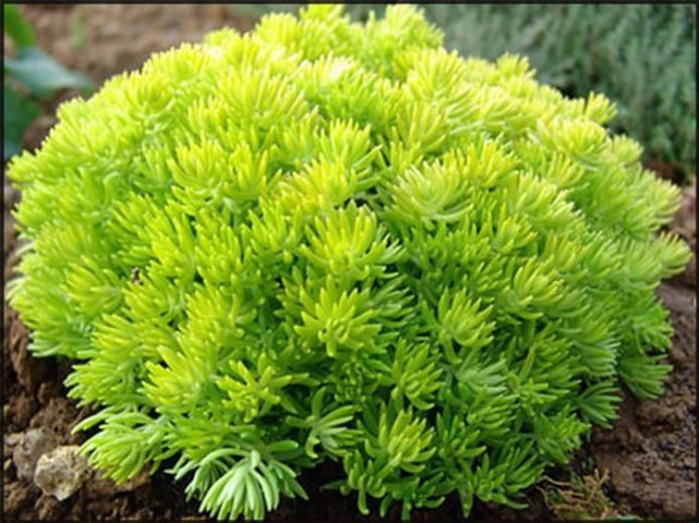 Sarı Sedum - Sedum mexicanum 180 Adet