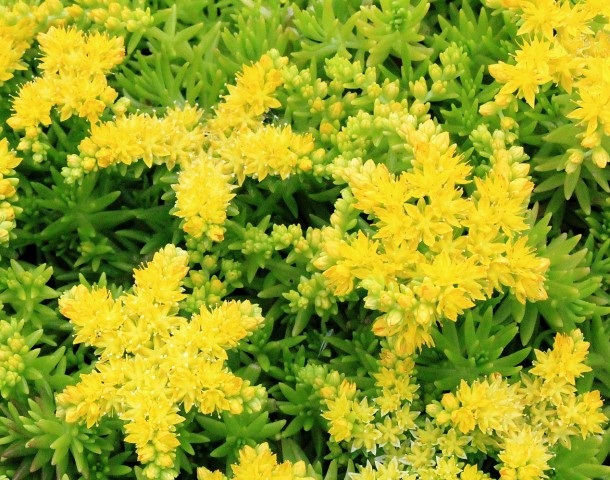 Sarı Sedum - Sedum mexicanum 45 Adet