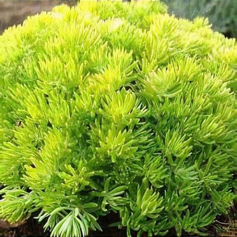 Sarı Sedum - Sedum mexicanum 90 Adet