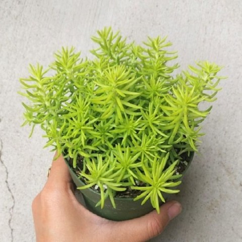 Sarı Sedum - Sedum mexicanum 90 Adet