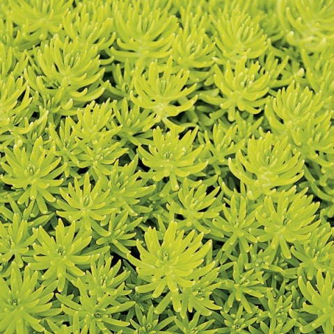 Sarı Sedum - Stonecrop Askılı Saksıda