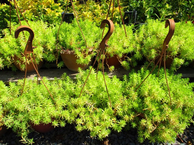 Sarı Sedum - Stonecrop Askılı Saksıda