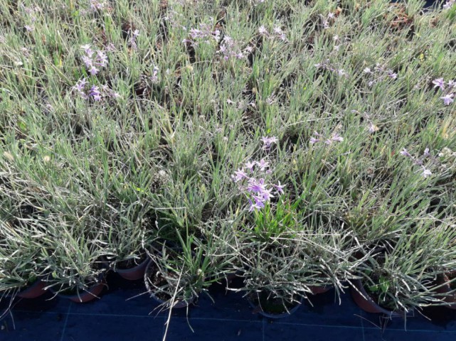 Sarımsak Çiçeği - Sosyete Sarımsağı 3'lü Set