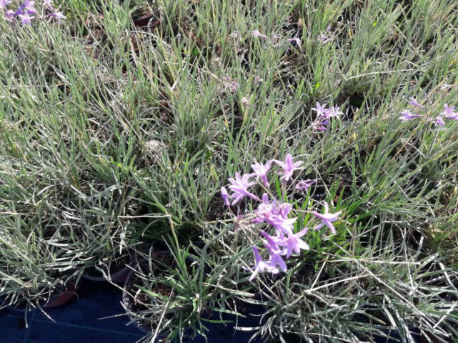 Sarımsak Çiçeği - Sosyete Sarımsağı 3'lü Set