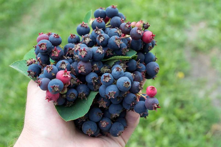 Saskaton Berry Fidanı 2 Adet