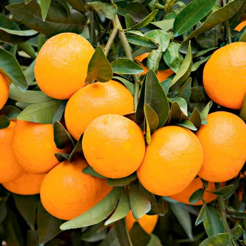 Satsuma Mandalina Fidanı 3 Adet 3 Yaş Tüplü ve  Aşılı