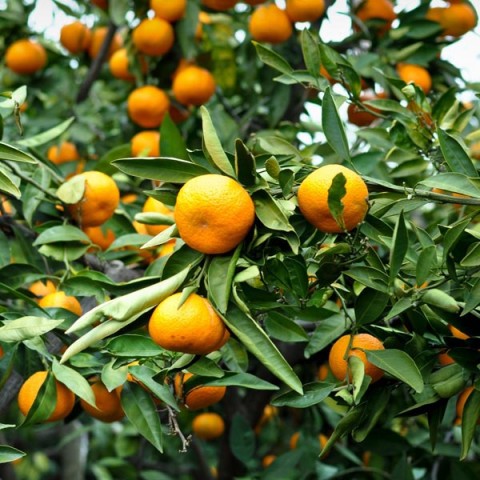 Satsuma Mandalina Fidanı 5 Adet 3 Yaş Tüplü ve  Aşılı Satsuma Mandalina Fidanı 5 Adet 3 Yaş Tüplü ve  Aşılı