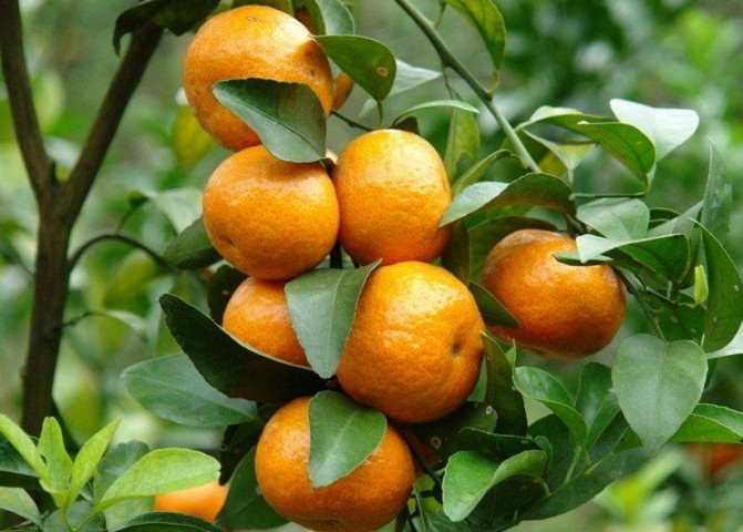 Satsuma Mandalina Fidanı 5 Adet 3 Yaş Tüplü ve  Aşılı