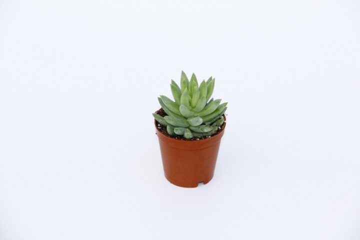 Sedum Nicaeensis Sukulent 10 Adet