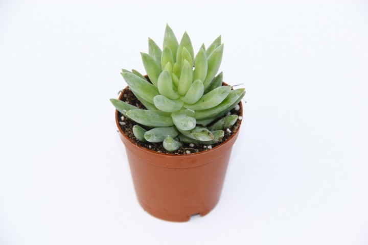 Sedum Nicaeensis Sukulent 5 Adet