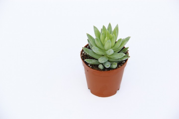 Sedum Nicaeensis Sukulent 5 Adet