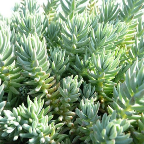 Sedum  Reflexum Dam Koruğu – Yer Örtücü-Yayılıcı Bitki 135 Adet