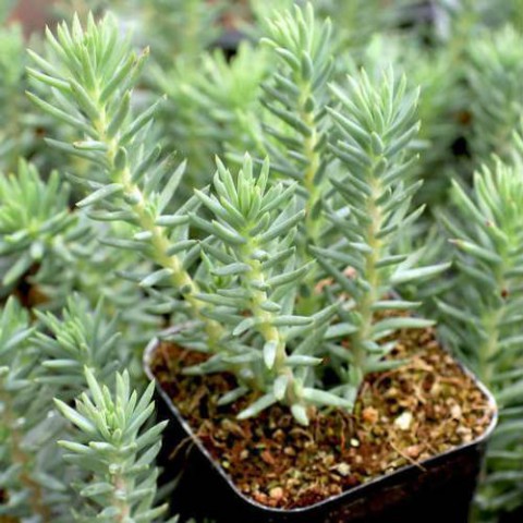 Sedum  Reflexum Dam Koruğu – Yer Örtücü-Yayılıcı Bitki 135 Adet