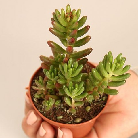 Sedum rubrotinctum – Jelibon Sukulent  45 Adet