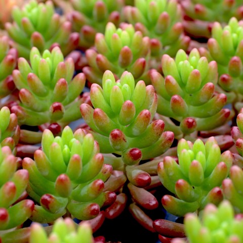 Sedum rubrotinctum – Jelibon Sukulent 90 Adet