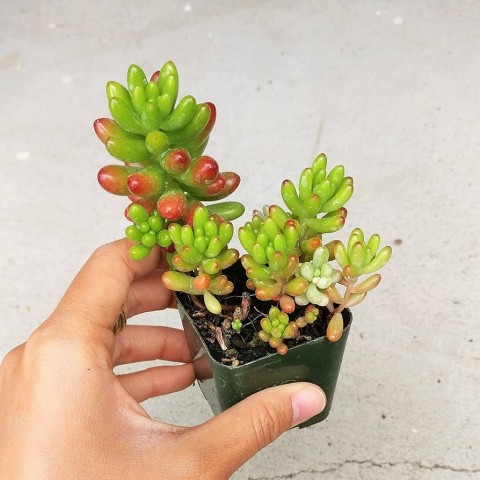 Sedum rubrotinctum – Jelibon Sukulent  90 Adet