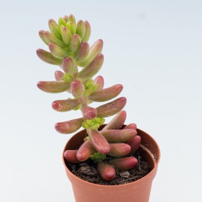 Sedum rubrotinctum – Jelibon Sukulent  90 Adet